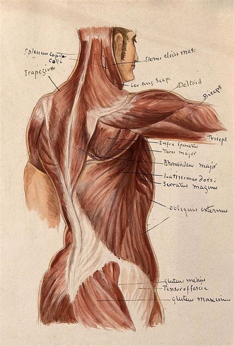 Muscles Of The Trunk Painting By Artistic Panda Fine Art America