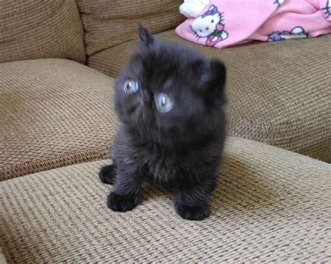 Why Is Everyone Talking About Black Himalayan Kittens For Sale? | Black Himalayan Kittens For ...