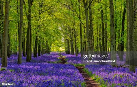 5,206 Blue Bell Forest Stock Photos, High-Res Pictures, and Images - Getty Images