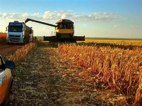 Colheita Do Milho Avan A Em Mato Grosso Do Sul E Chega A