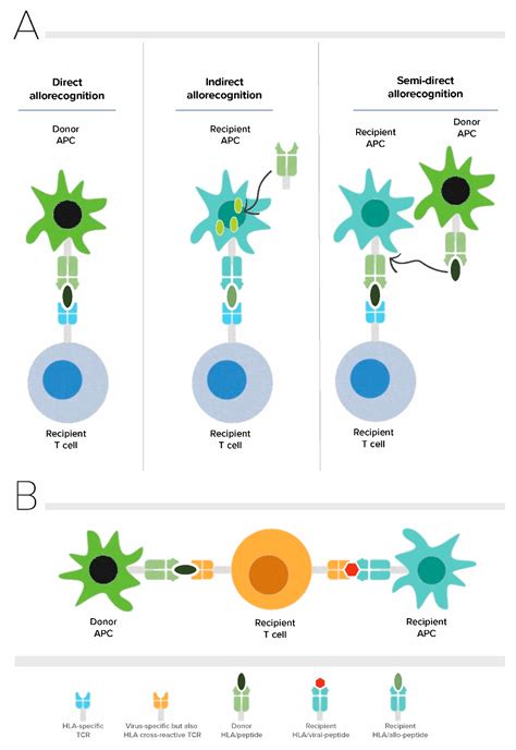 Viruses Free Full Text Heterologous Immunity Of Virus Specific T