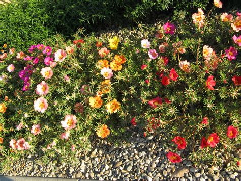 Floarea De Piatra O Varietate De Culori Biaplant