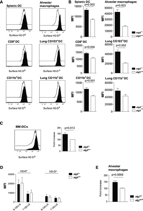 Elevated MHC Class I Expression On Atg5 Or Atg7 Deficient DCs And