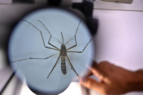 Brasil ultrapassa 6 5 milhões de casos prováveis de dengue este ano