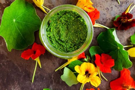 Nasturtium Pesto Ask The Food Geek