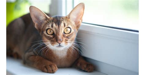 Abyssinian Cat