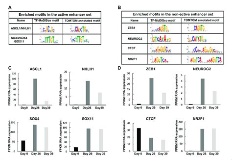 Enriched Motifs In Active And Non Active Enhancer Sets With