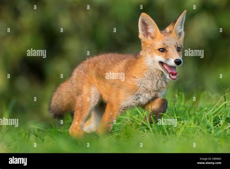 red fox (Vulpes vulpes), young fox ranging through its home range, Germany, Lower Saxony Stock ...