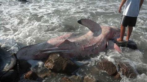 Images Dead Great White Shark Found On Beach