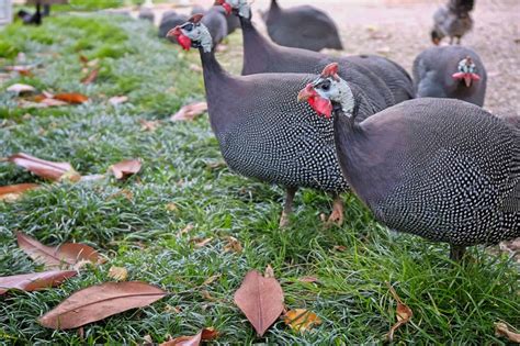 Guinea Fowl: Everything You Need to Know About These Unique Birds ...