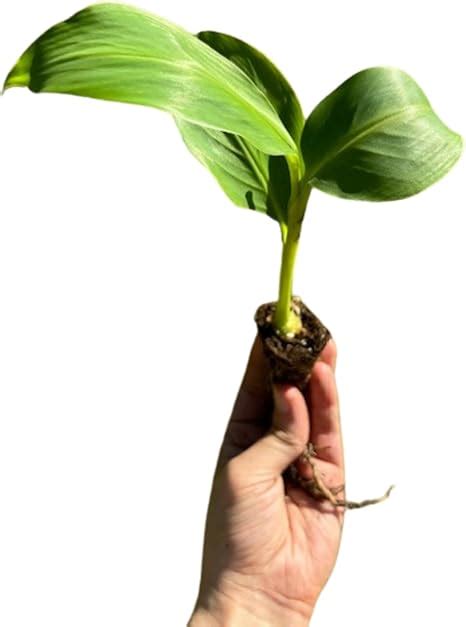 Amazon Generic Live Musa Basjoo Japanese Banana Plant Bare Root