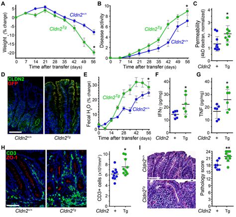 Intestinal Epithelial Specific Claudin 2 Overexpression Exacerbates