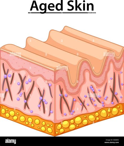 Close Up Diagram Of Aged Skin Illustration Stock Vector Image And Art Alamy