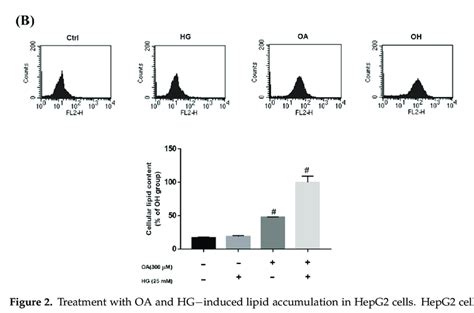 Treatment With Oa And Hg−induced Lipid Accumulation In Hepg2 Cells