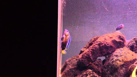 Pseudotropheus Elongatus Mpanga Spawning Youtube