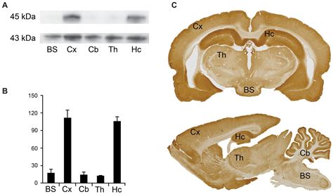 Frontiers Activity Regulated Cytoskeletal Associated Protein Arc In