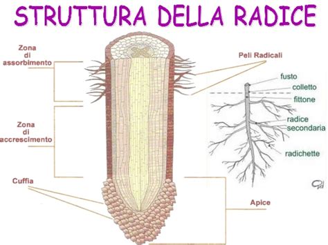 Morfologia E Fisiologia Delle Piante Arboree