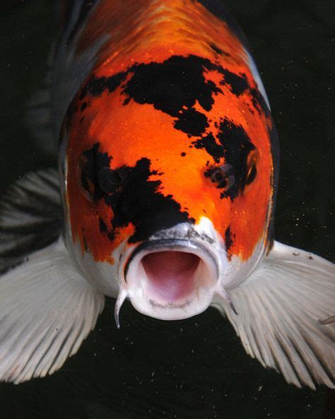 40 Koi Fish Ideas Koi Fish Koi Fish