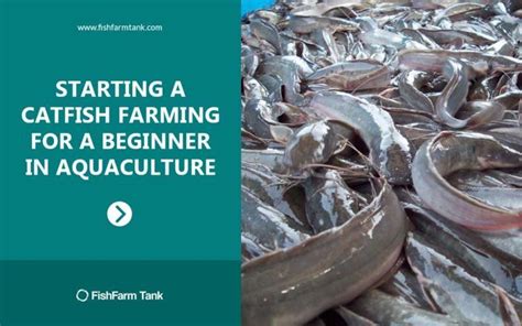 Amazing This Is How To Start Catfish Farming In Aquaculture Best