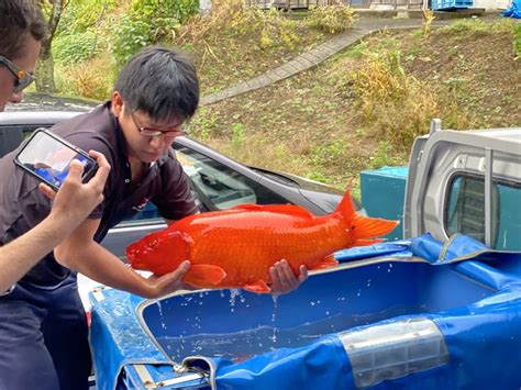 All Japan Koi Show 2020 Buying Trip All Done Koi Trips