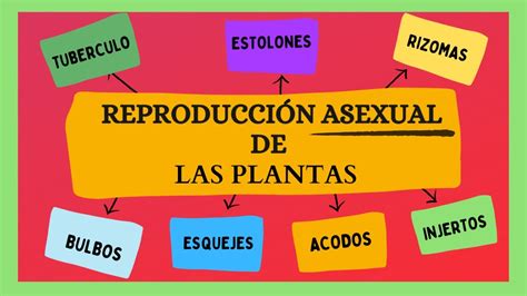 Mapa Conceptual Reproduccion Asexual Geno Porn Sex Picture