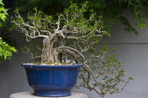 File:Bonsai tree2.jpg - Wikimedia Commons