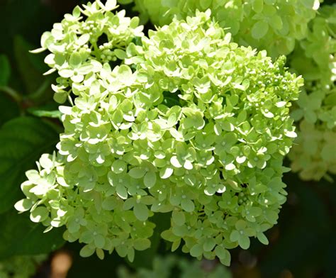 July 28 2023 Limelight Hydrangea Barton Arboretum And Nature Preserve