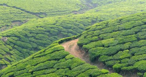 10 Must Visit Wayanad Tourist Places For Nature Lovers Explore The