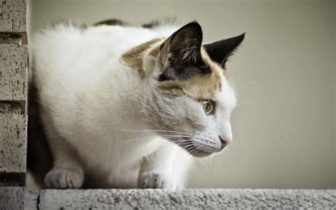 Papel De Parede Gato Cara Perfil Visto Sentado X Wallup