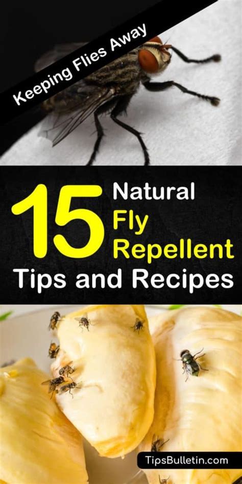 Keeping Flies Away - 15 Natural Fly Repellent Tips and Recipes