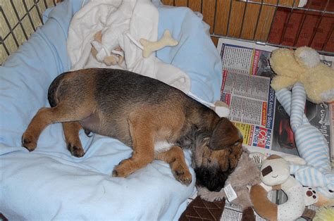 Ted The Border Terrier Dob May Manx Scenes Photography