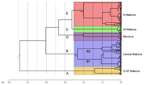 Chronogram Based On Mtdna Tree Bayesian Ultrametric Tree Of