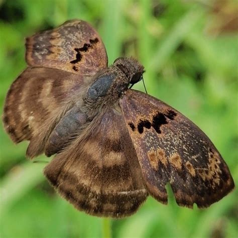 Saltarín cubano Chiomara mithrax