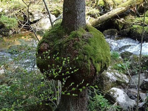 Privatwald Schwarzwald Baar Kreis