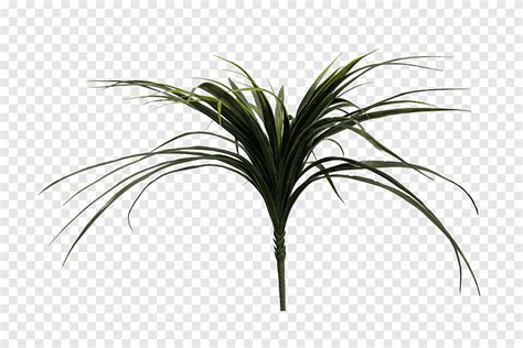 Arecaceae Grassen Plantstam Bladboom Blad Arecaceae Arecales Png