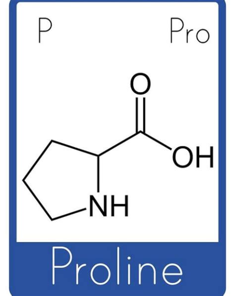 Amino Acid Flashcards Etsy