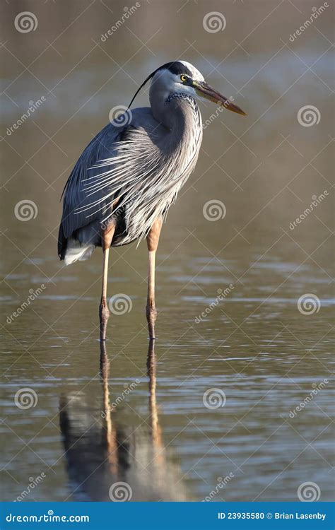 Garza De Gran Azul Que Vadea En Una Charca Baja Foto De Archivo