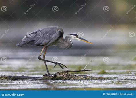 Great Blue Heron Stalking Its Prey Stock Image Image Of Bend Lakes