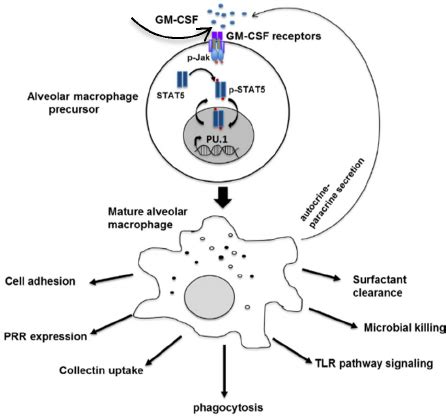 The Role Of Gm Csf In Differentiation And Innate Immune Function Of The