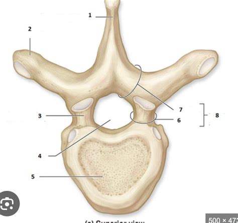 Structure Of A Typical Vertebra Diagram Quizlet