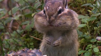 Chipmunk | Diet, Habitat, & Facts | Britannica