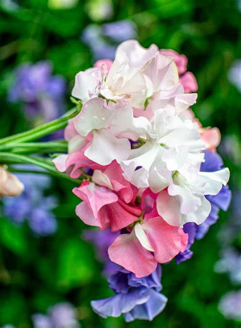 Sweet Pea 2024 Zoes Favourites 1 4 Zoe Woodward Gardening