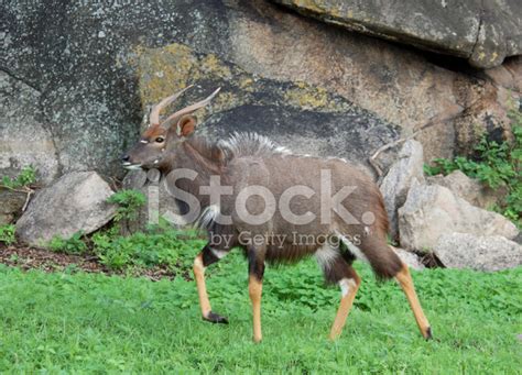 Nyala Antelope Stock Photo | Royalty-Free | FreeImages