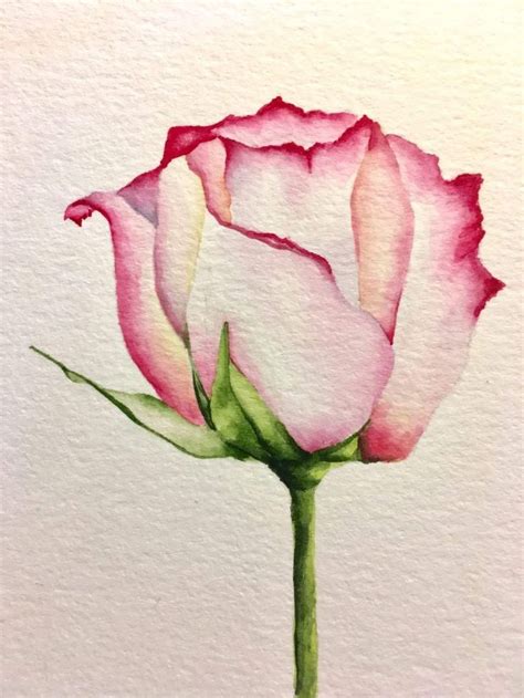 Watercolor Rose Pinturas De Acuarela Simples Como Dibujar Rosas Y