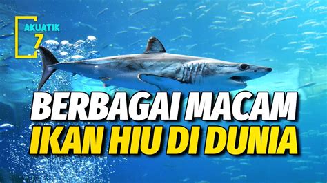 Jenis Ikan Hiu Terkenal Yang Ada Di Dunia Akuatik Youtube