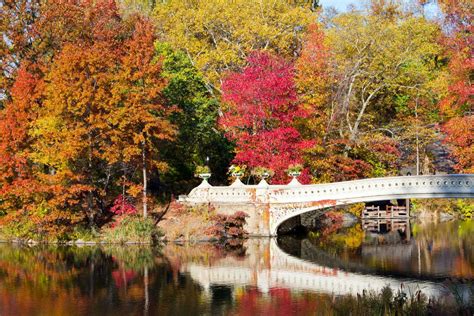 Peak Fall Foliage New York Polly Camellia