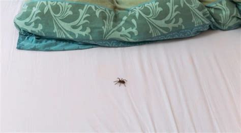 How To Keep Spiders Out Of Your Bed 10 Simple Tricks That Work