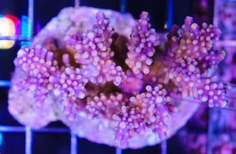 Acropora Cerealis Frag Box Corals