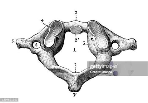 Cervical Spine Anatomy Fotografías E Imágenes De Stock Getty Images