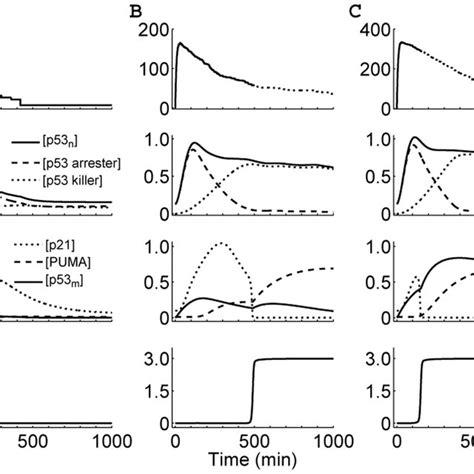 Biphasic Response Patterns In Apoptosis Induction The Time Point Of